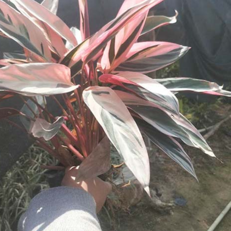 节花竹芋袋苗 绿化彩叶竹芋杯苗 基地直供各种苗木