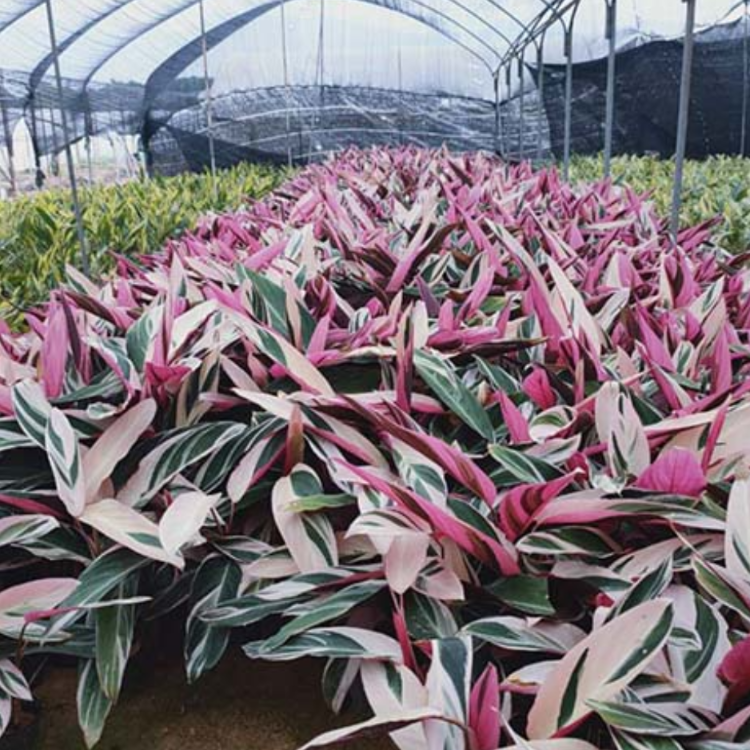 节花竹芋袋苗 绿化彩叶竹芋杯苗 基地直供各种苗木