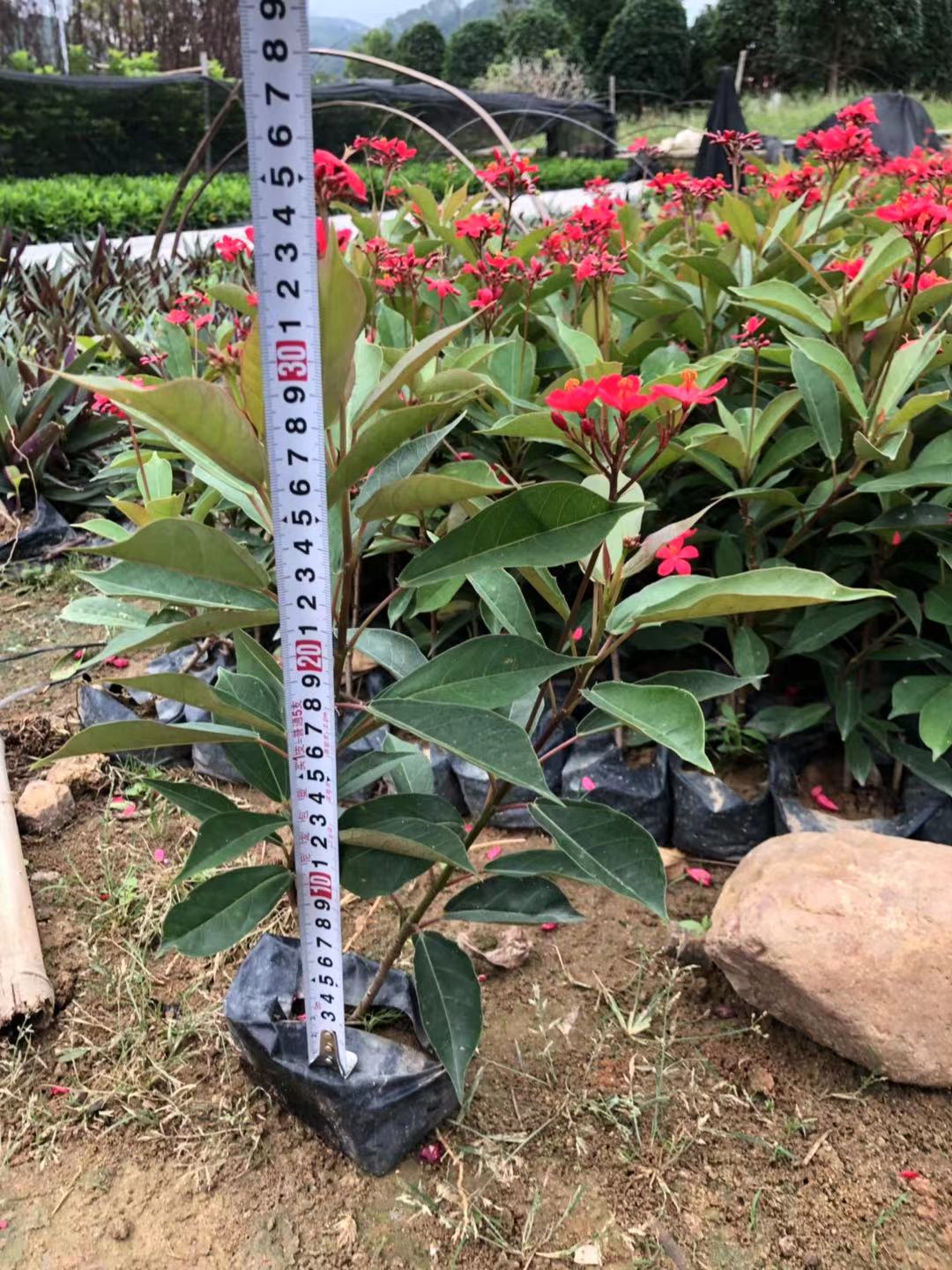 可观形,观叶,观花,观果,它的叶子犹如大提琴形状,别致漂亮,花期甚长