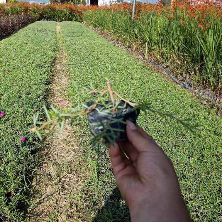 綠化太陽花地被苗 馬齒牡丹小苗 大花馬齒莧杯苗 地被植物