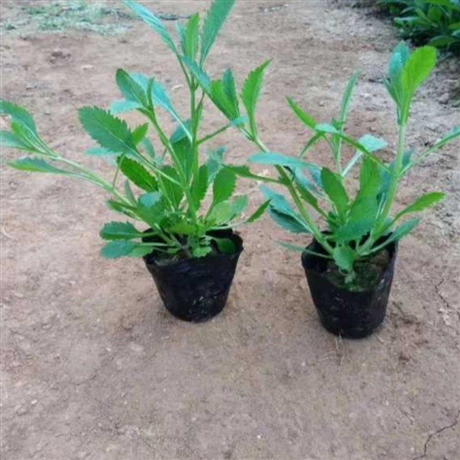 柳叶马鞭草花海花期长耐观赏柳叶马鞭草小苗基地报价