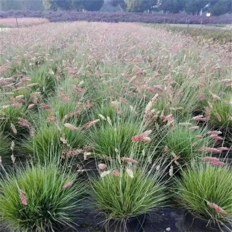 厂家基地供应批发玫瑰花小苗玫瑰花袋苗品种齐全