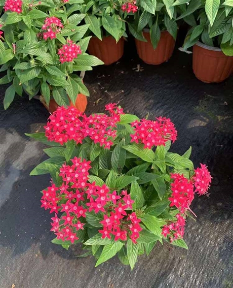 五星花盆栽五星花小红盆室内花卉观赏植物