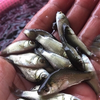 大批量出售淡水异育银鲫鱼苗 鲫鱼养殖技术 鲫鱼鱼苗场 送货上门