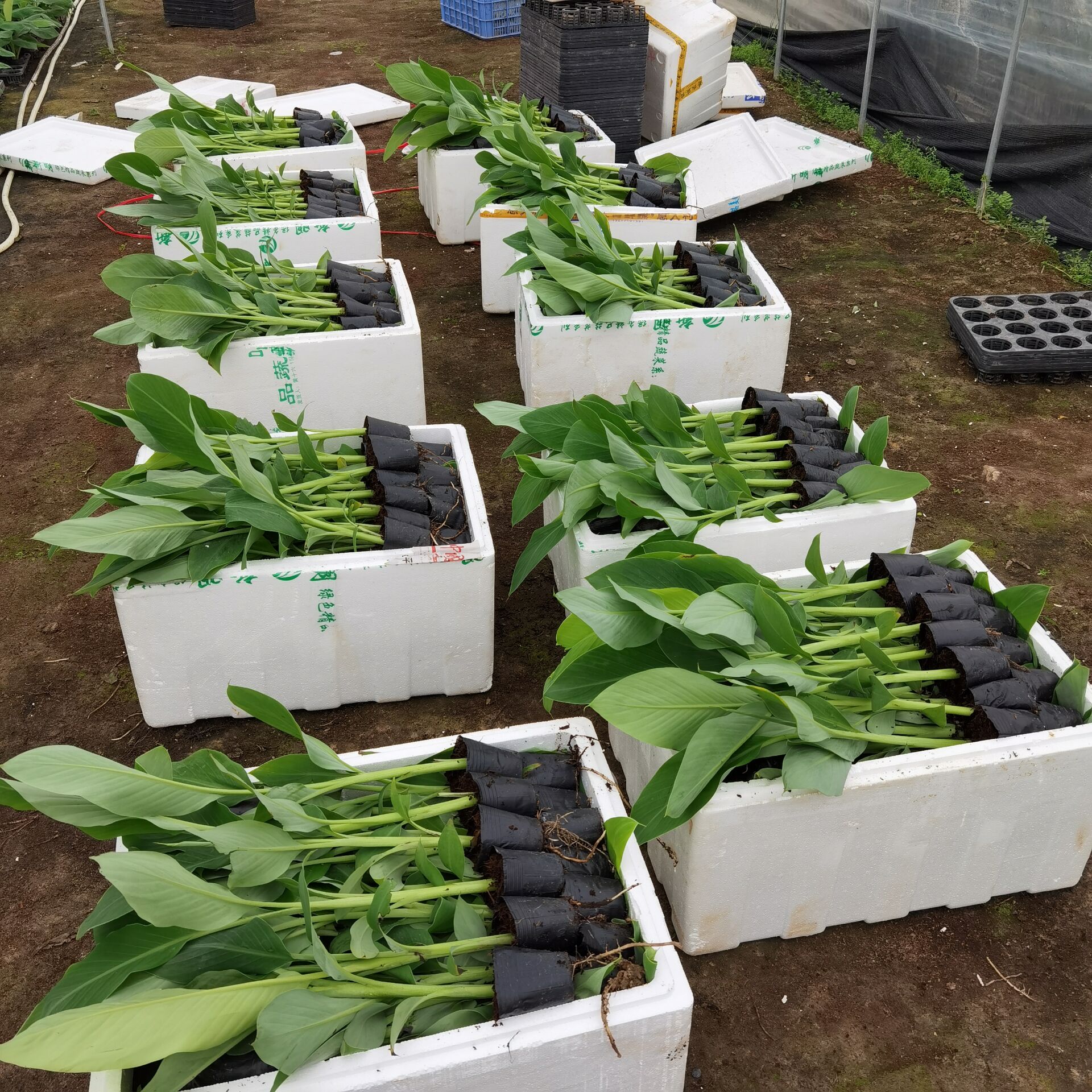 广西桂一香蕉苗桂6香蕉金粉1号香蕉苗桂1香蕉苗 南宁香蕉苗场