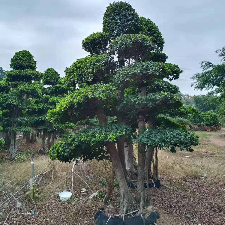 造型小葉榕基地批發造型小葉榕樁景多規格供應