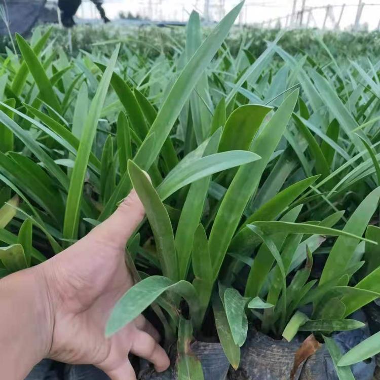 蜘蛛兰小苗 花蜘蛛兰地被苗 基地长期供应 杯苗 容器苗