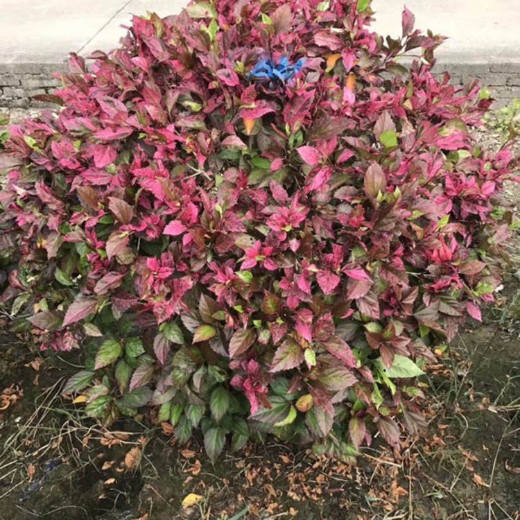 彩叶扶桑球 彩叶大红花球 彩叶朱槿球 各种规格供应