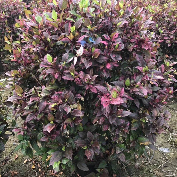 彩叶扶桑球 彩叶大红花球 彩叶朱槿球 各种规格供应