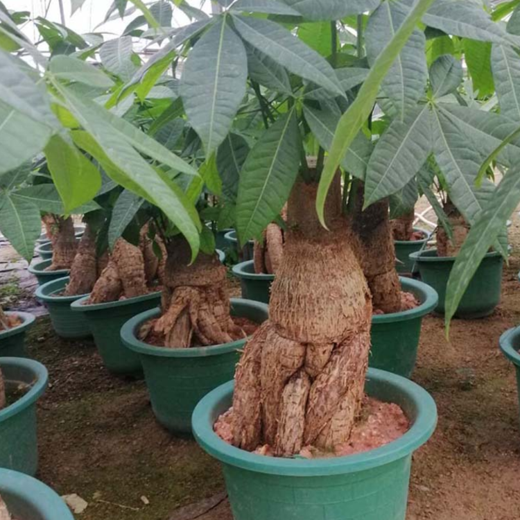 光瓜慄盆景 室內盆栽馬拉巴栗 綠植盆栽價格