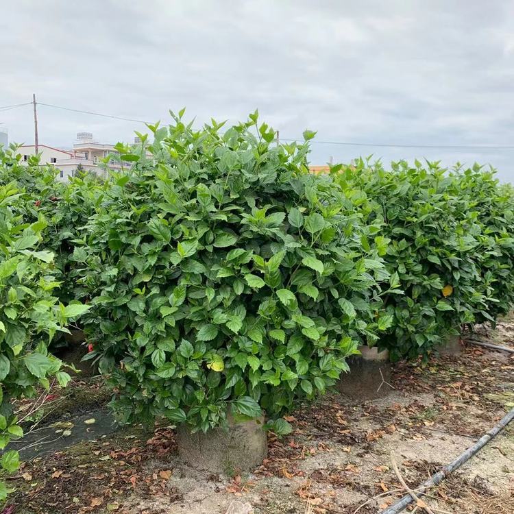 扶桑球容器苗 朱槿球 大红花球 公园景观灌木球