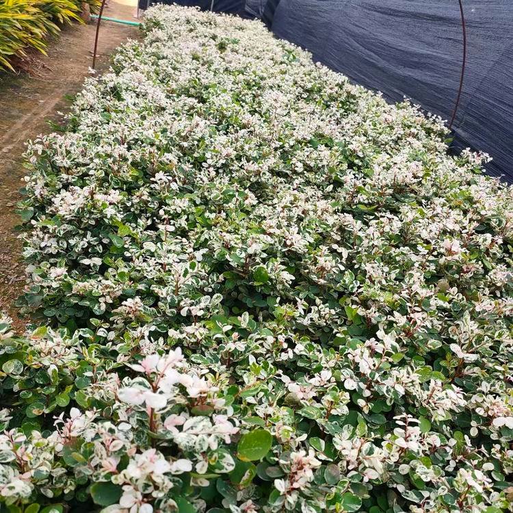 雪花木小苗 花叶黑面神绿化苗 雪花木袋苗 观叶植物