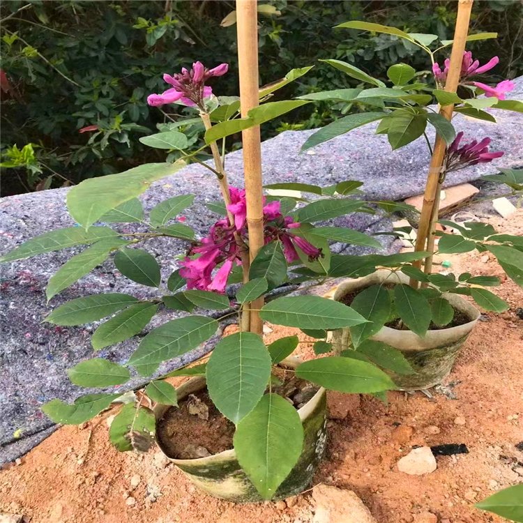 紫花风铃木小苗 紫花风铃木树苗 福建漳州绿化苗木基地