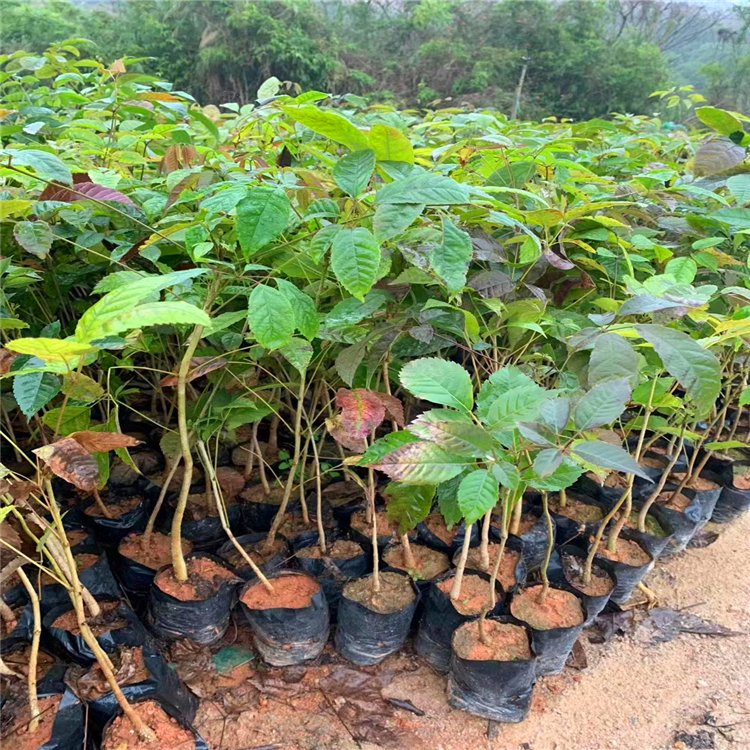 紫花风铃木小苗 紫花风铃木树苗 福建漳州绿化苗木基地