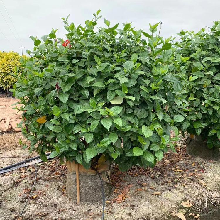 青叶扶桑球容器苗 造型朱槿球袋苗 大红花球绿化苗 多规格