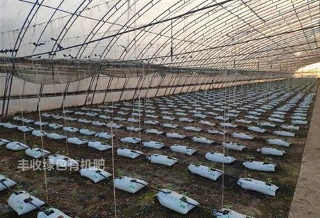 山東威海文登區(qū)雞糞品牌價(jià)值
