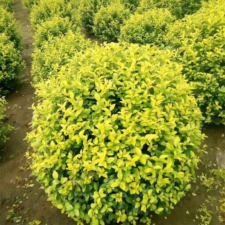 金森女贞球容器苗 金森女贞球基地批发 实地看货