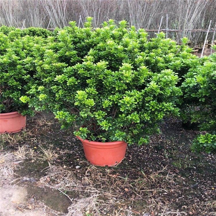 米兰球容器苗 米兰球移植苗 各种规格灌木球