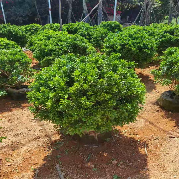 米兰球容器苗 米兰球移植苗 各种规格灌木球