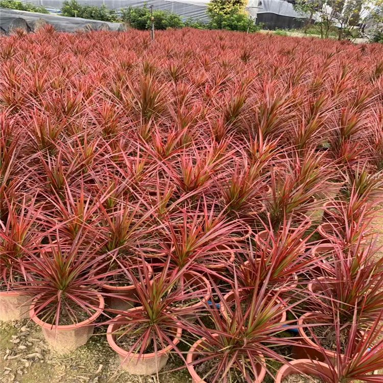 七彩马尾铁盆栽 七彩千年木盆苗 马尾铁基地批发