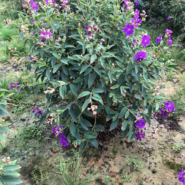 巴西野牡丹球容器苗 紫花野牡丹球 园林灌木 量大价优