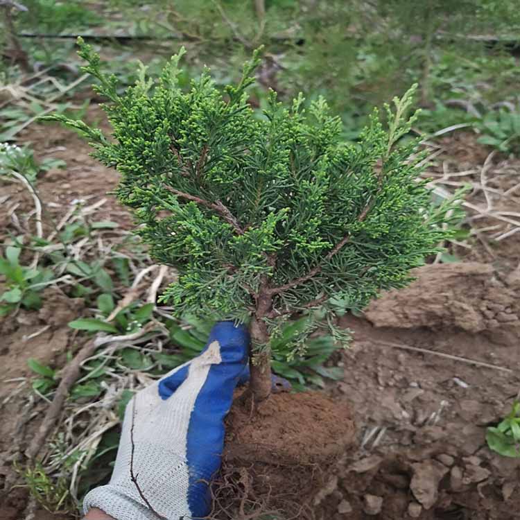 真柏容器苗 真柏地苗 偃柏 各种规格供应 大量批发