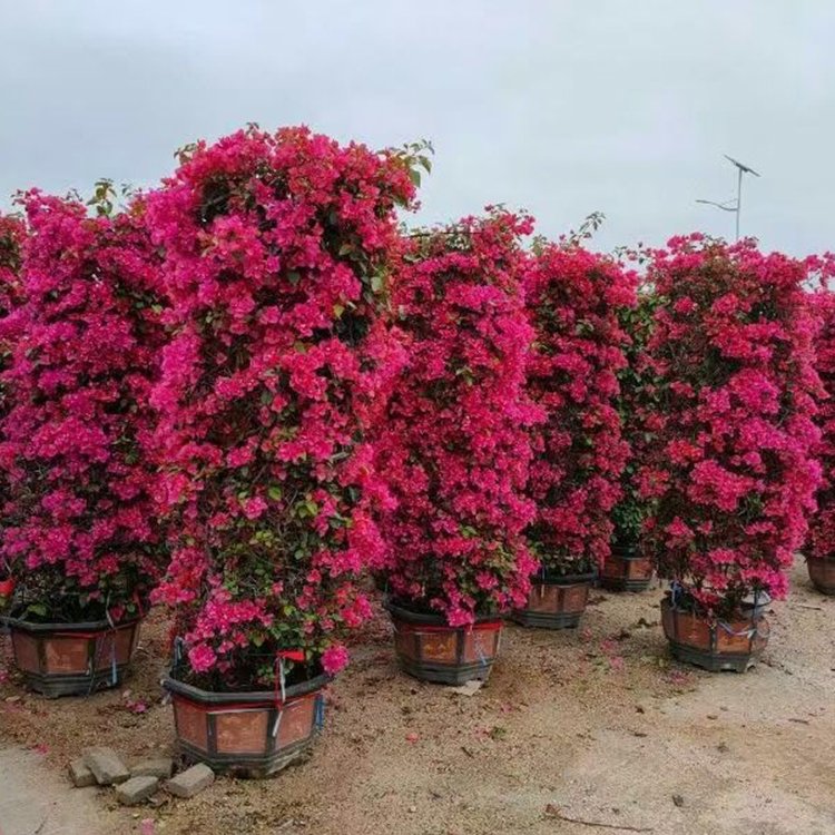 红花三角梅柱子 紫花柱形三角梅 勒杜鹃柱 各种规格供应