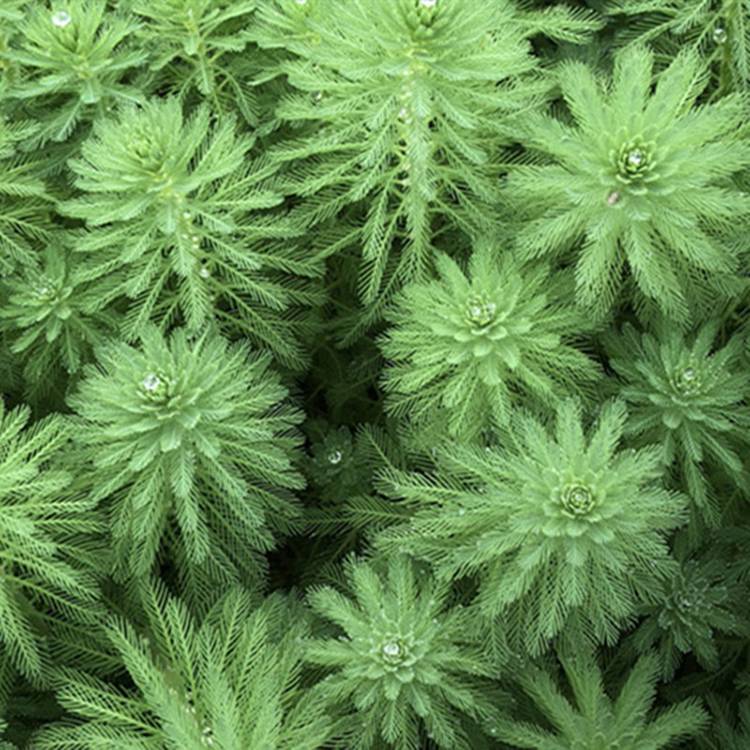 狐尾藻批发 轮叶狐尾藻苗 粉绿狐尾藻苗 适合湿地河道公园池塘种植