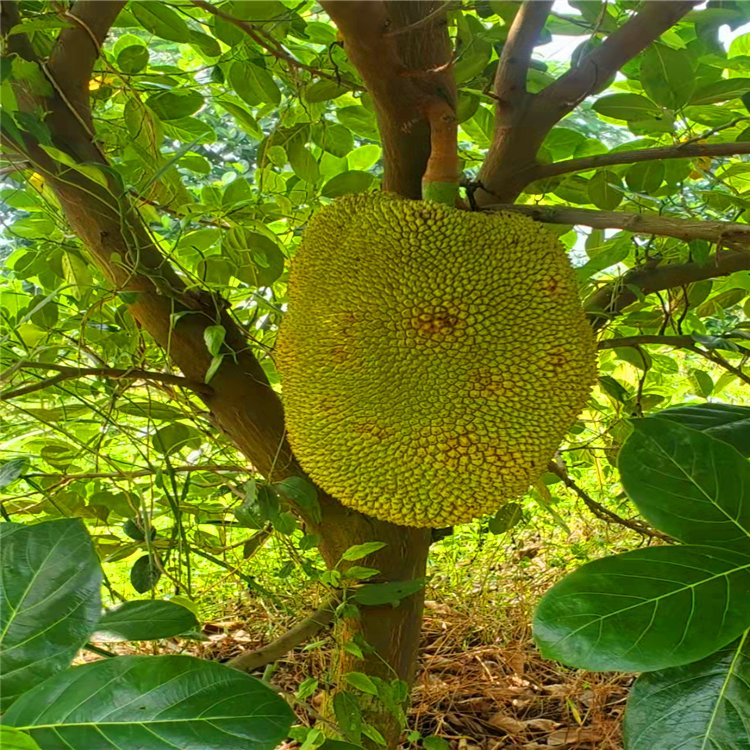 四季菠蘿蜜樹紅肉菠蘿蜜移植苗苗出售福建批發種植基地