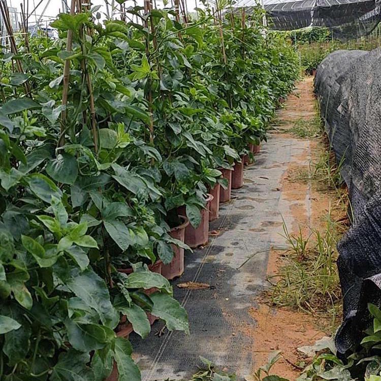 雞蛋果盆栽 紫果西番蓮盆苗 各種規格供應 大量批發