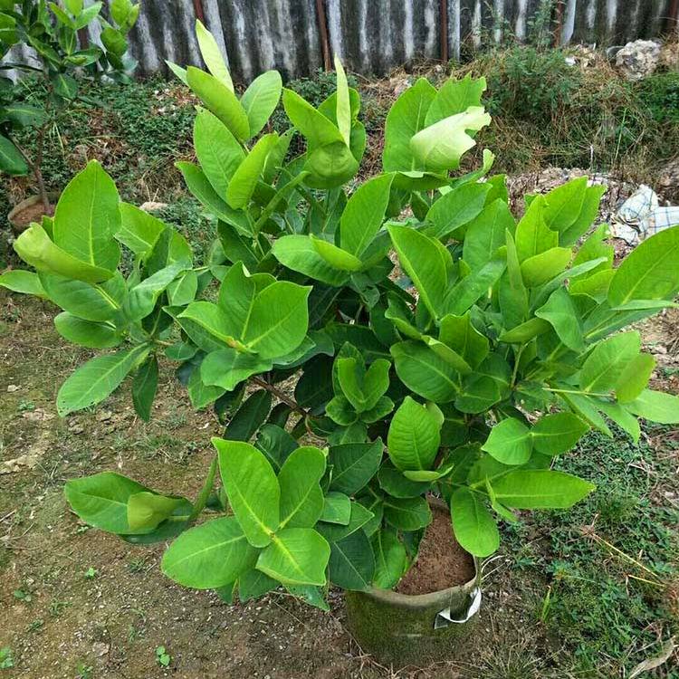 蓮霧樹移植苗 蓮霧樹容器苗 洋蒲桃 園林綠化果樹