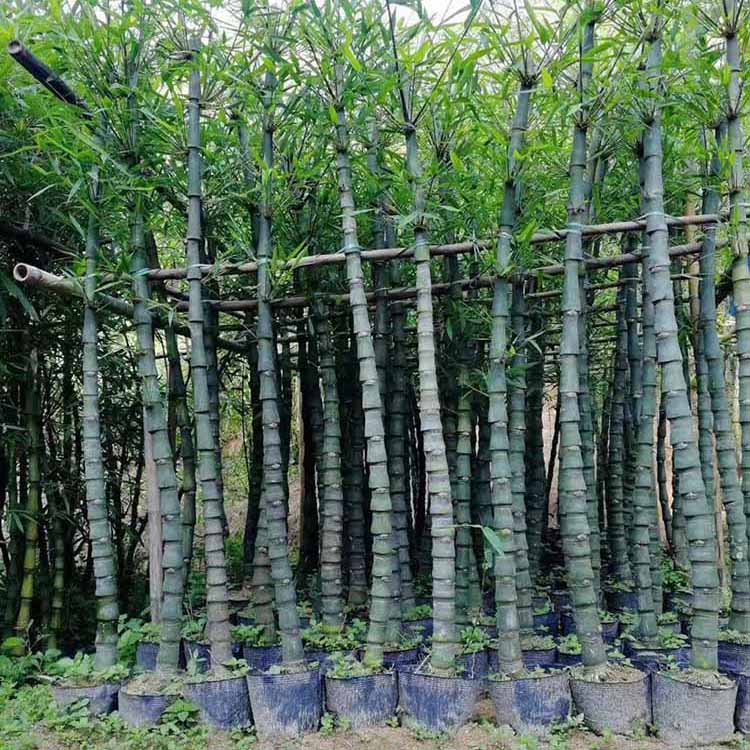 园艺场供销基地长期为客户供应所需要的园林绿化工程苗木的品种和数量