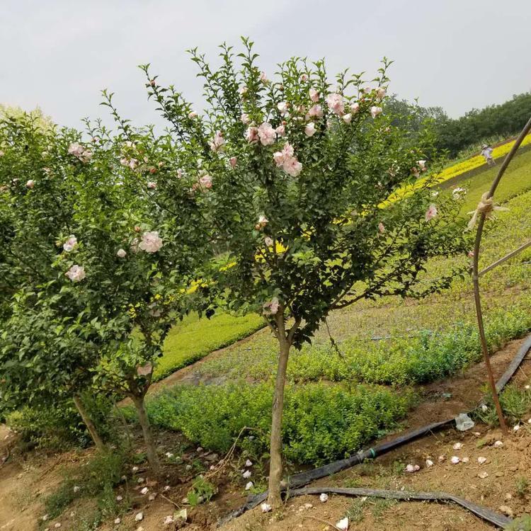 木槿是夏,秋季的重要觀花灌木,南方多作花籬,綠籬;北方作庭園點綴及