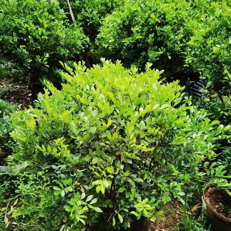 七里香球容器苗 七里香球大袋苗 球形绿化苗木 基地批发