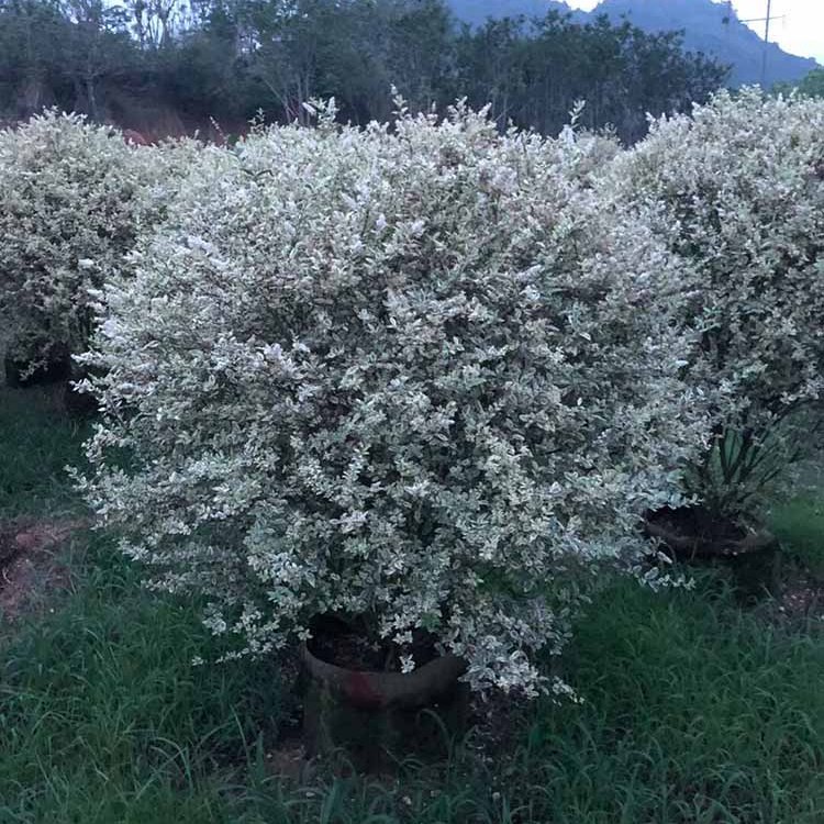 银姬小蜡球容器苗 银姬小蜡球绿化苗 球形造型植物