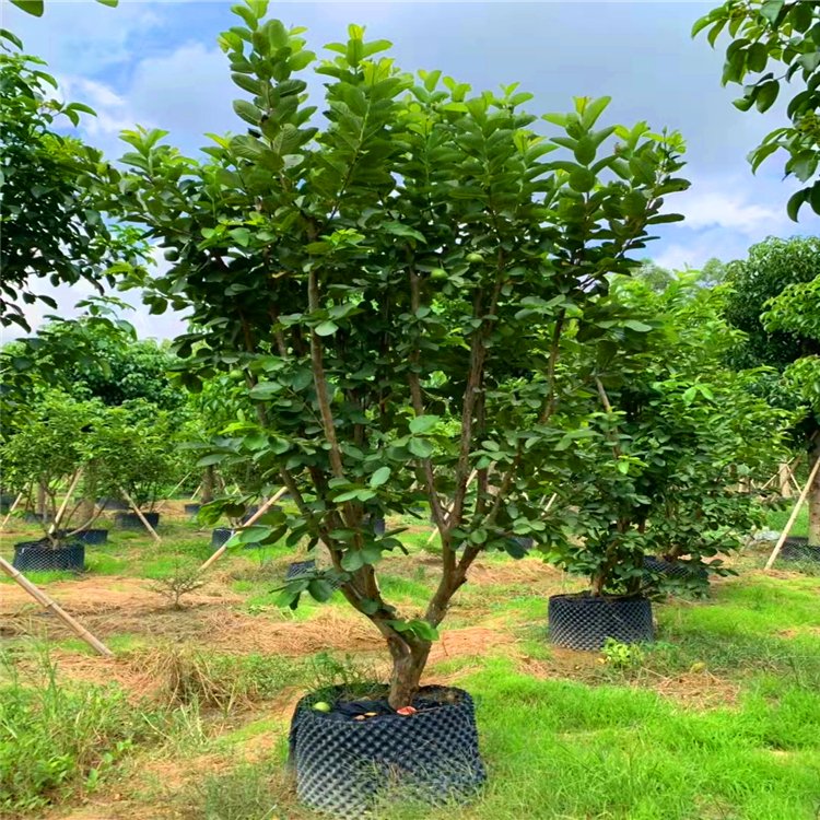 番石榴樹移植苗 番石榴容器苗 多種品種都有