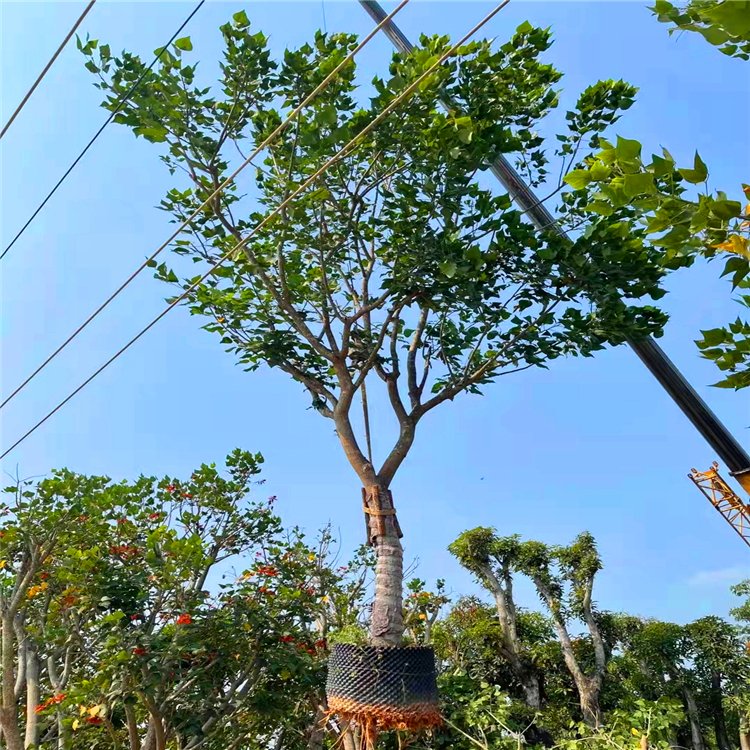 福建本地刺桐树假植苗 刺桐容器苗 绿化观赏行道树