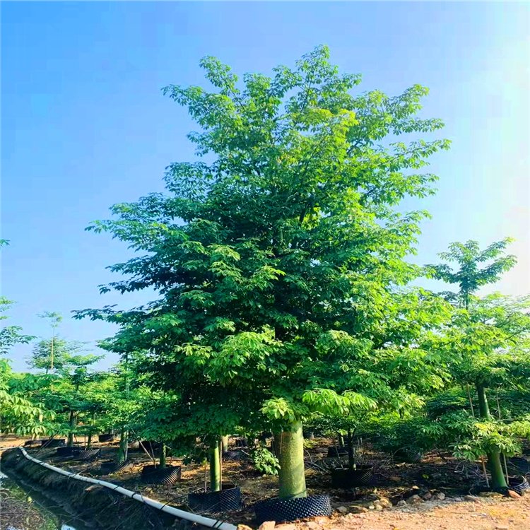 高10-15米,树干下部膨大,幼树树皮浓绿色,侧枝放射状水平伸展或斜向