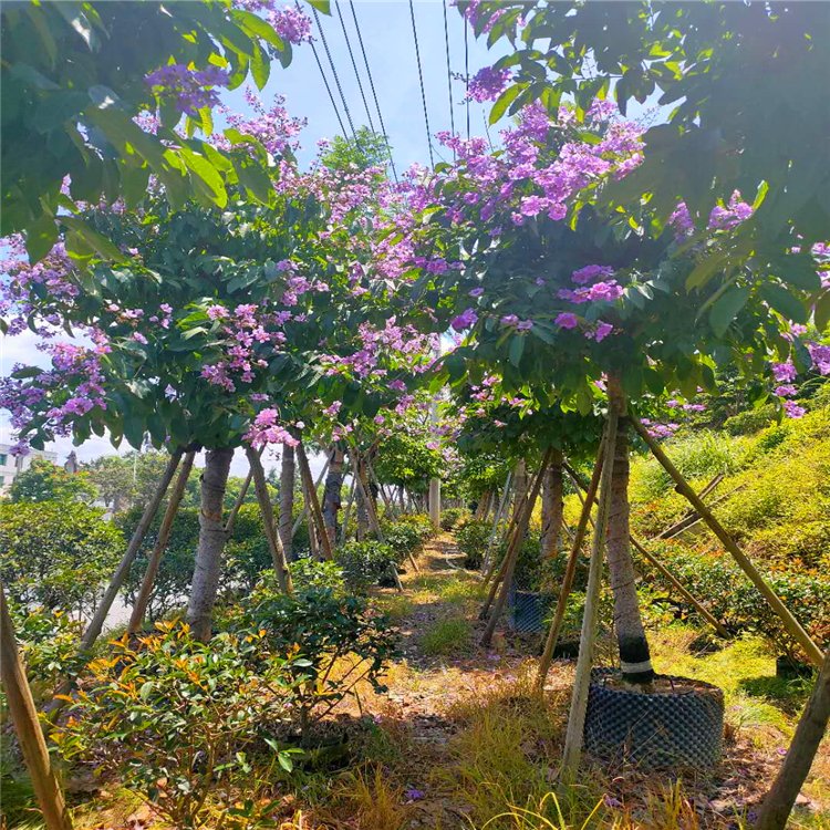 大叶紫薇树假植苗 全冠大叶紫薇容器苗 大花紫薇行道树