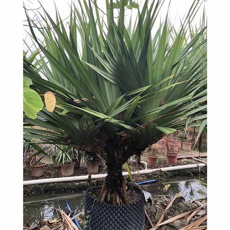 扇叶露兜树容器苗红刺林投培育基地各种规格供应