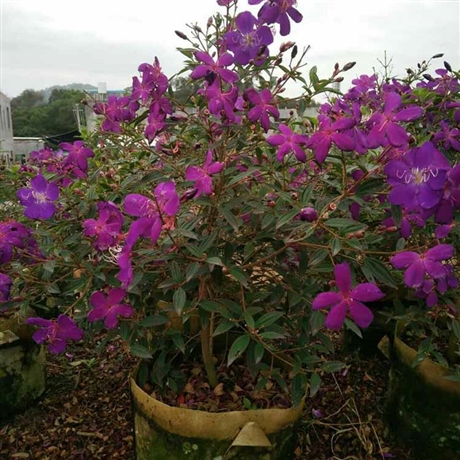 巴西野牡丹球容器苗紫花野牡丹球园林灌木量大价优