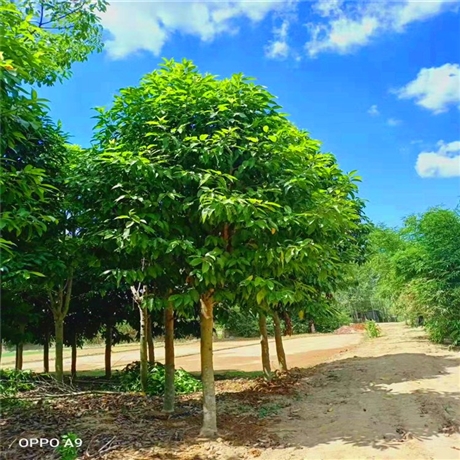 全冠白玉兰假植苗白玉兰树地栽苗园林观赏树种