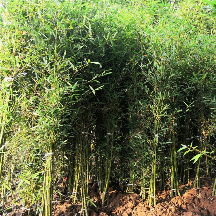 早园竹袋苗 早园竹根系发达 规格齐全 各种观赏竹供应