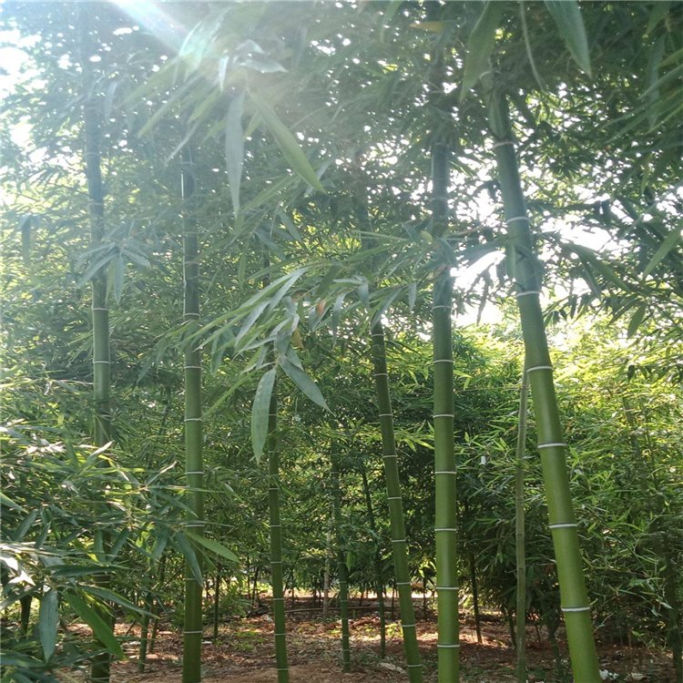 早园竹袋苗 早园竹根系发达 规格齐全 各种观赏竹供应
