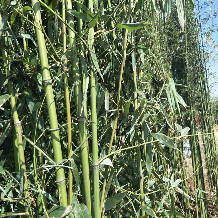 早园竹袋苗 早园竹根系发达 规格齐全 各种观赏竹供应