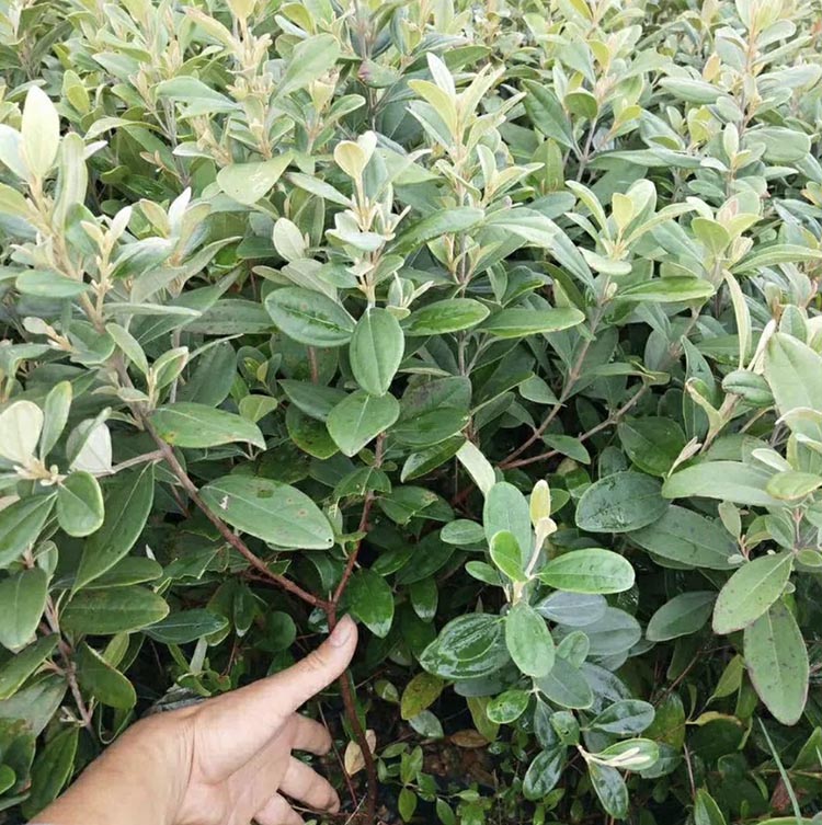 桃金娘苗基地批发 批发桃金娘树苗 量大从优