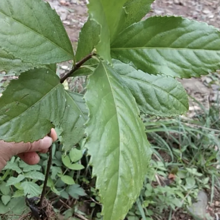 草珊瑚苗 草珊瑚袋苗 草珊瑚价格 大量批发