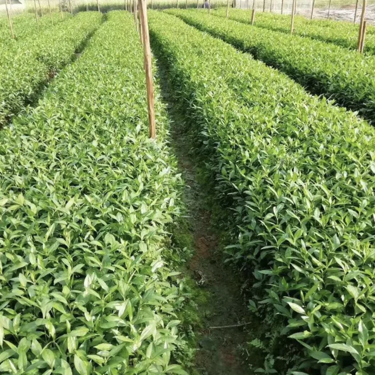 草珊瑚苗 草珊瑚袋苗 草珊瑚价格 大量批发