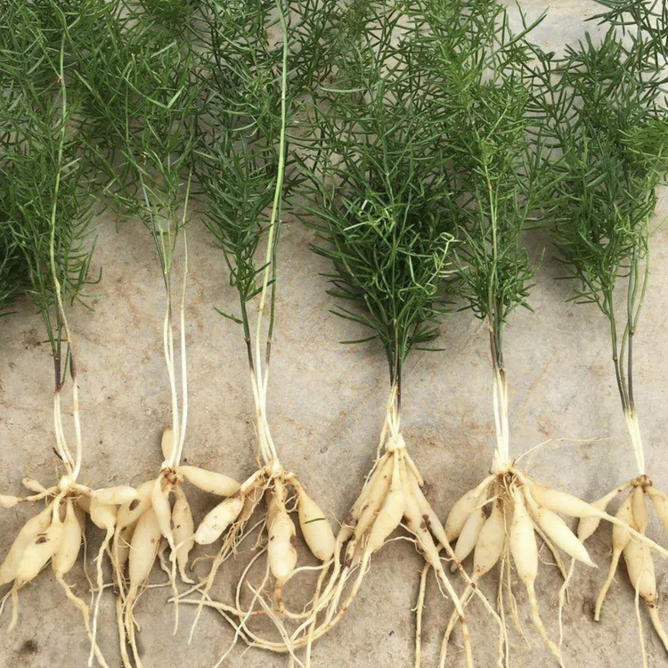 大天冬小苗 百亩种植基地 批发大天冬苗