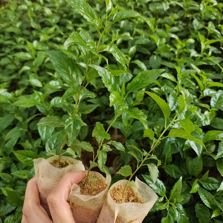 称星树小苗 土甘草苗 天星木 大量批发 价格优惠